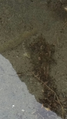 Clinocottus acuticeps