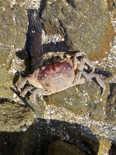 Cyclograpsus, 2026-10-19