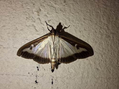 Box Tree Moth