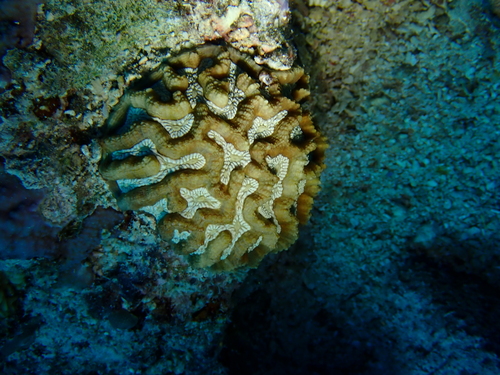 Oulophyllia observed 2026-10-14