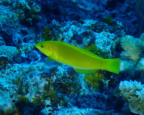 Thalassoma lutescens observed 2026-10-14