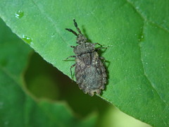 Aradus robustus