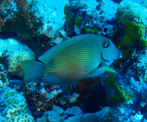 Ctenochaetus cyanocheilus observed 2026-10-14