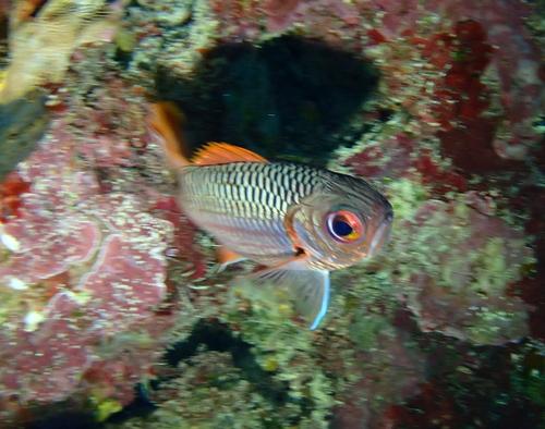 Myripristis violacea observed 2026-10-14