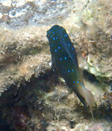 Plectroglyphidodon lacrymatus observed 2026-10-19