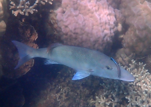 Lethrinus olivaceus observed 2026-10-19