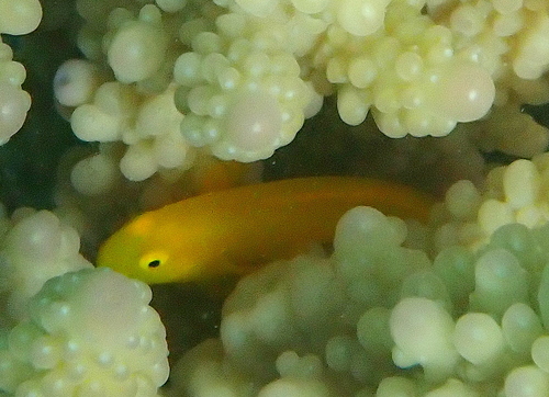 Gobiodon okinawae observed 2026-10-19