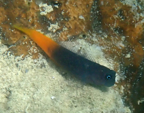 Ecsenius bicolor observed 2026-10-19