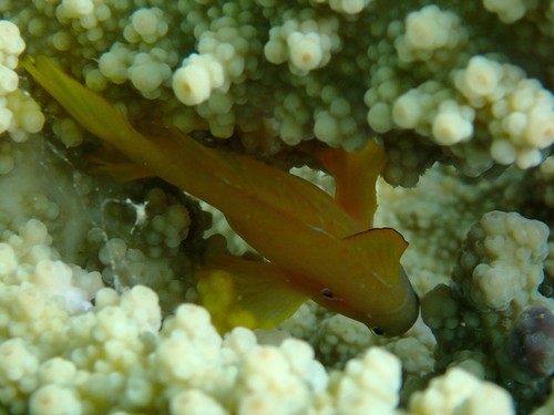 Gobiodon citrinus observed 2026-10-19
