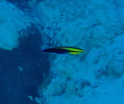 Labroides pectoralis observed 2026-10-14