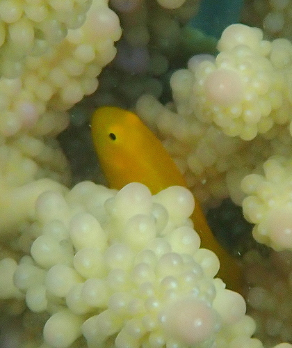 Gobiodon okinawae observed 2026-10-19