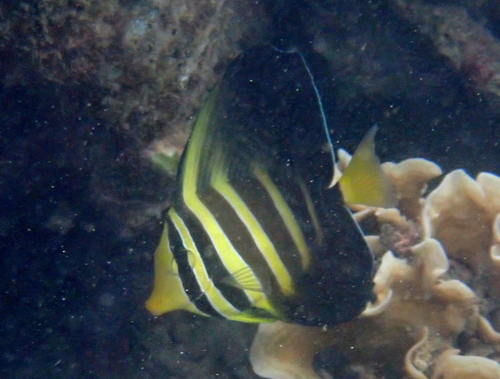 Zebrasoma veliferum observed 2026-10-19