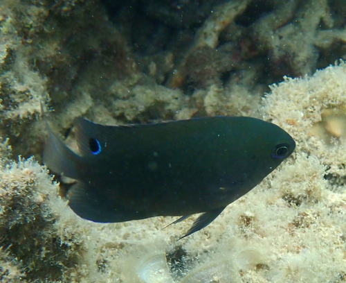 Pomacentrus adelus observed 2026-10-19