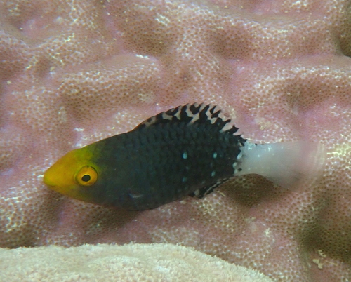 Scarus altipinnis observed 2026-10-19