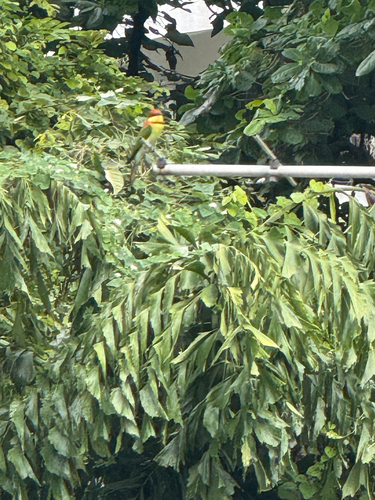 Merops leschenaulti observed 2026-10-18