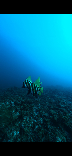 Evistias acutirostris observed 2026-10-18