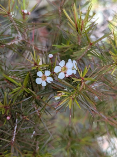 Sannantha pinifolia observed 2026-10-18