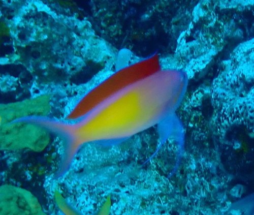Pseudanthias dispar observed 2026-10-14