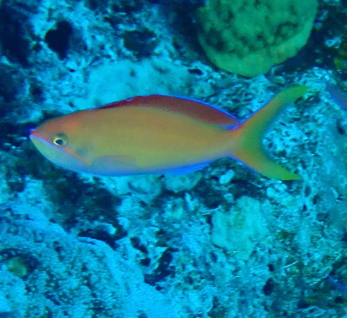 Pseudanthias dispar observed 2026-10-14