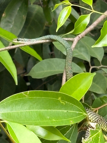Chrysopelea paradisi observed 2026-10-19