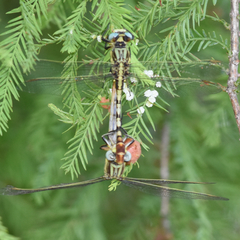 Phanogomphus militaris