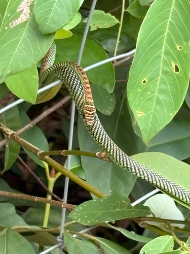 Chrysopelea paradisi observed 2026-10-19