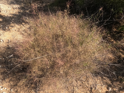 Muhlenbergia porteri observed 2026-10-18