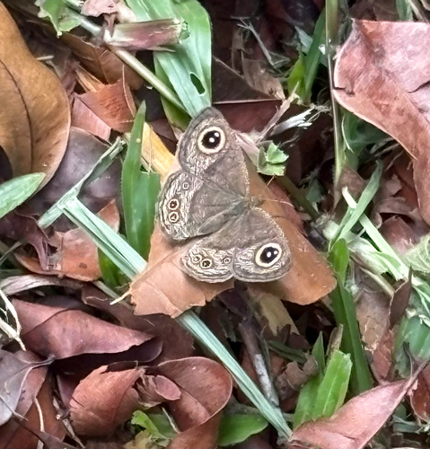 Ypthima horsfieldii