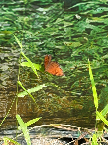 Junonia hedonia