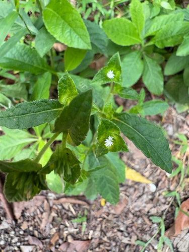 Elephantopus mollis observed 2026-10-19