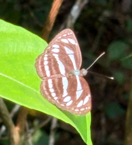 Neptis leucoporos