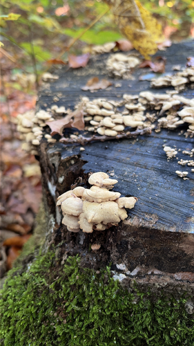 Luminescent Panellus