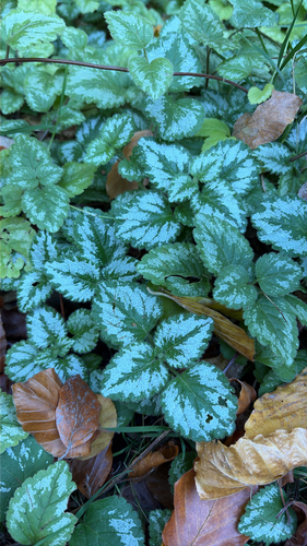 yellow archangel