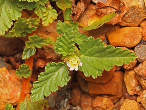 Melochia corchorifolia observed 2026-10-15