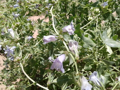 Epixiphium wislizeni