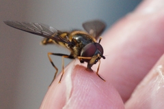 Syrphidae