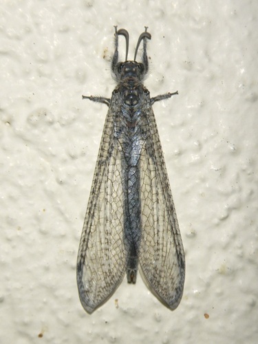 Paranthaclisis hageni