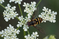 Syrphidae