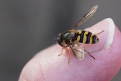Syrphidae