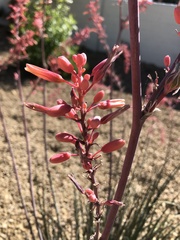 Hesperaloe