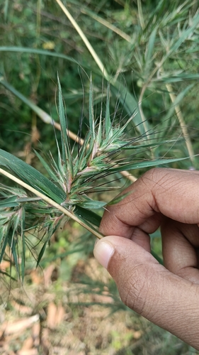 Themeda quadrivalvis observed 2026-10-19