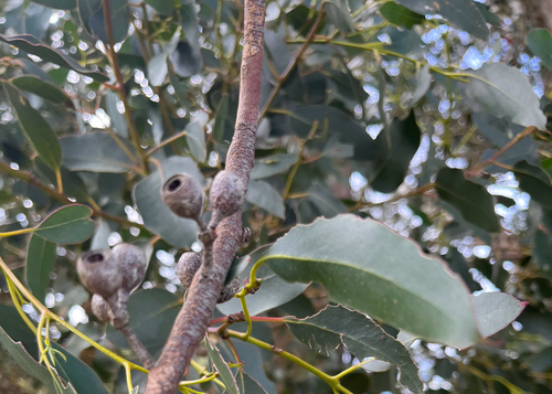 Eucalyptus obliqua observed 2026-10-19