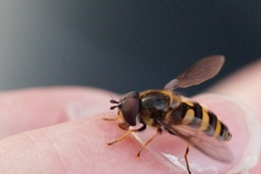 Syrphidae
