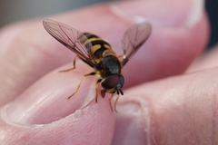 Syrphidae