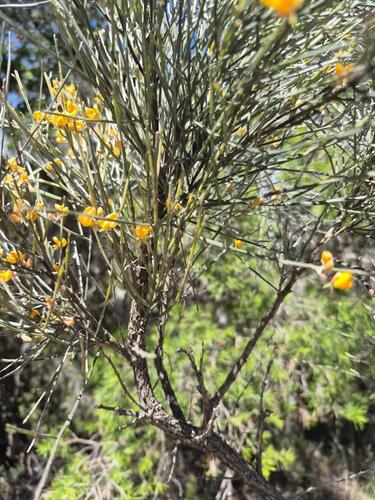 Jacksonia scoparia observed 2026-10-19