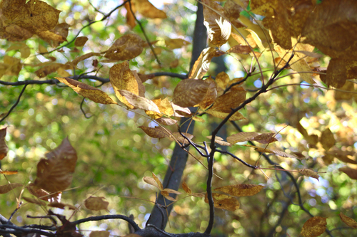 Carya glabra, 2026-10-18