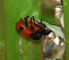 Enoclerus spinolae
