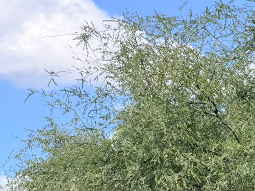 Prosopis velutina, 2026-10-18