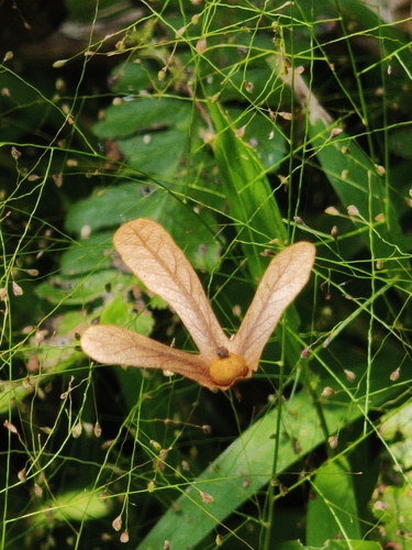 Engelhardia roxburghiana observed 2026-10-19