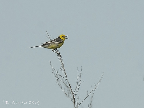 iNaturalist image